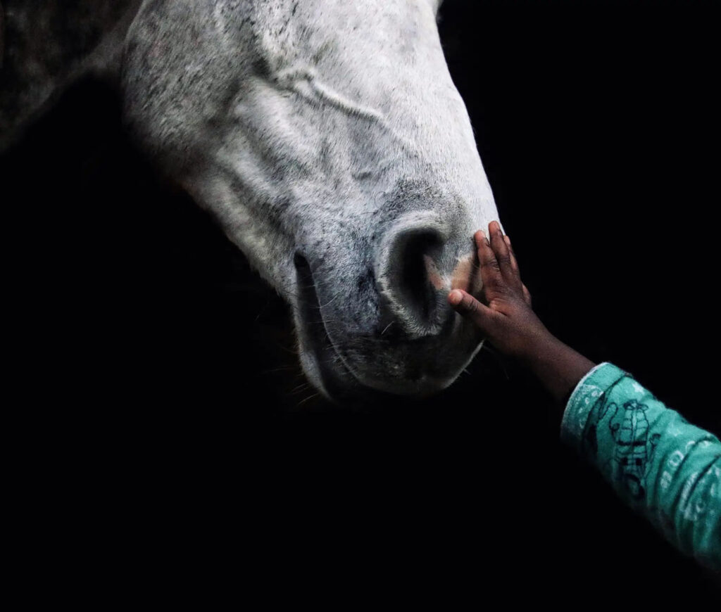 childs hand touching the nose of a horse