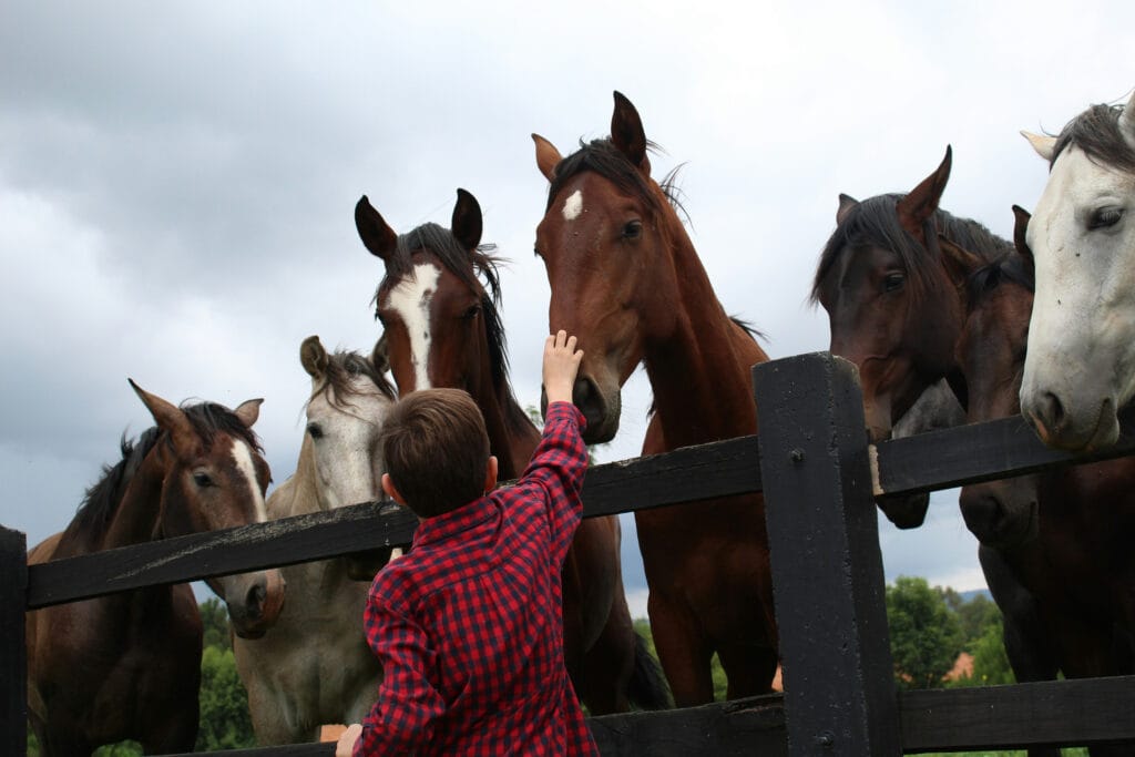 A young boy reaching over a fence to touch the nose of a horse while several other horses gather around.